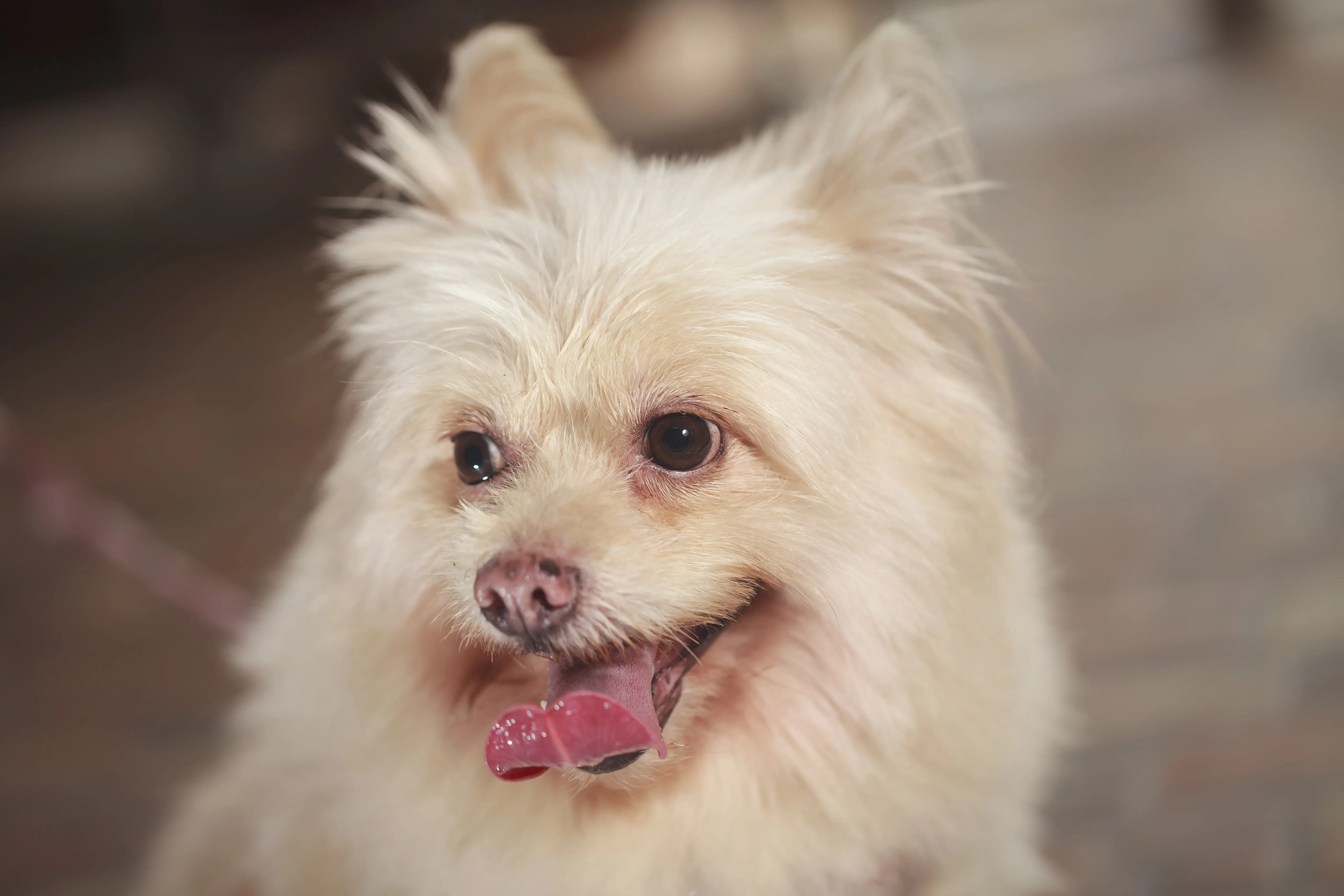 foto Perro de raza Shiranian