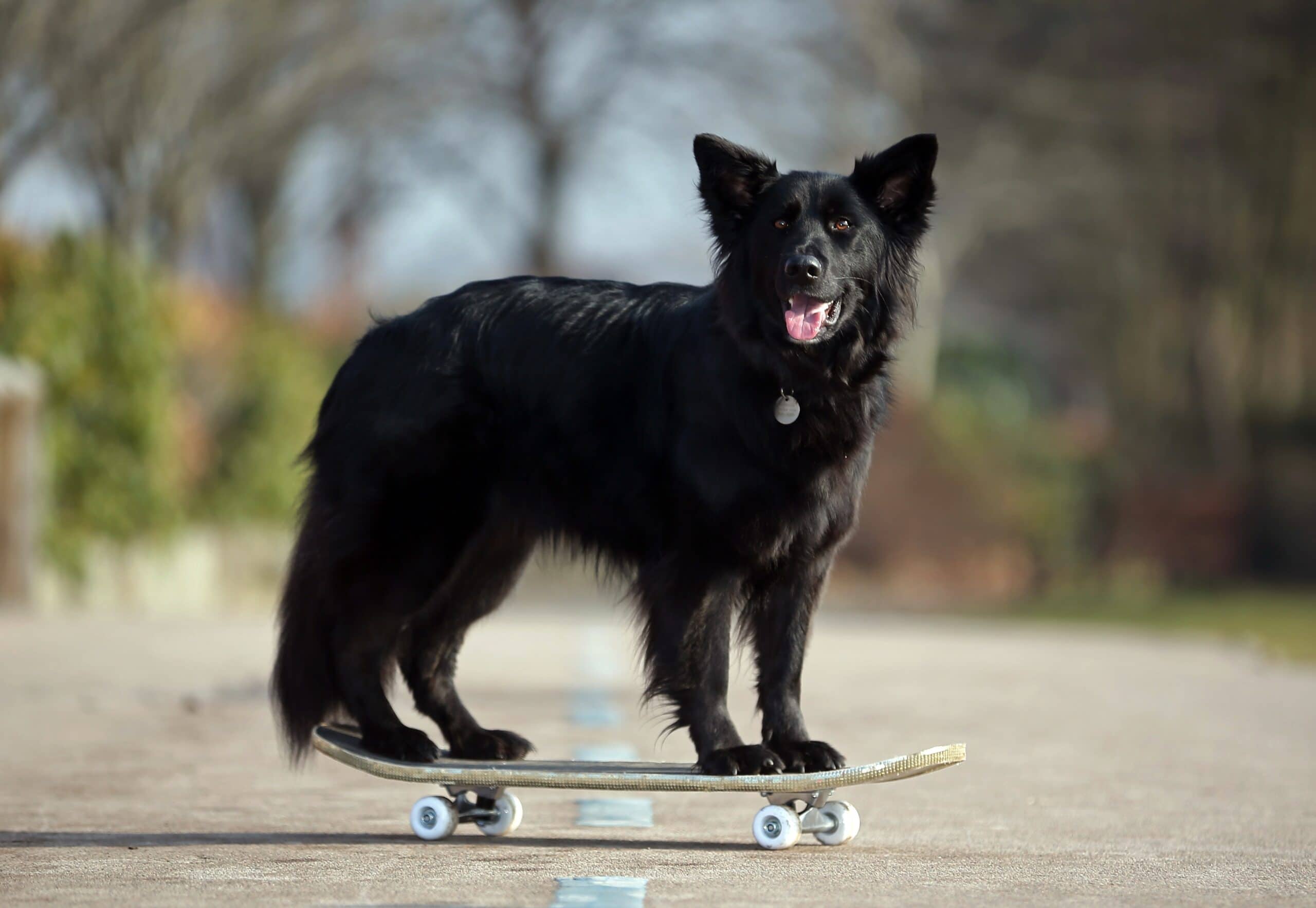 foto Perro de raza Shollie