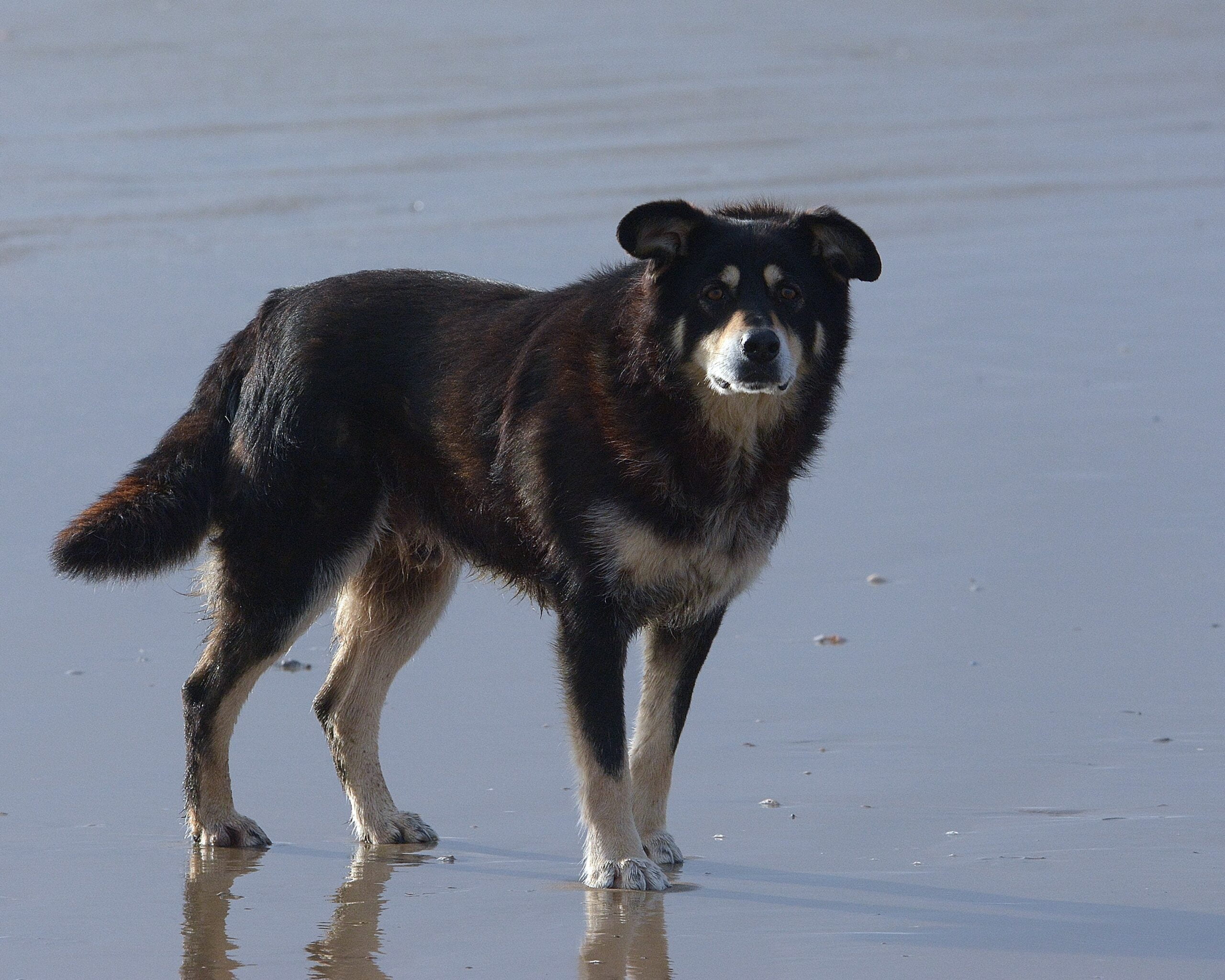 foto Perro de raza Shollie