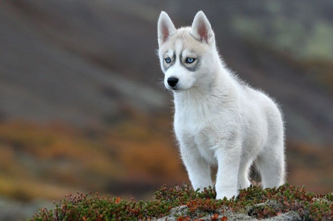 foto Perro Husky Siberiano