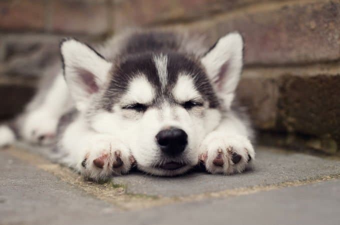 foto Perro Husky Siberiano