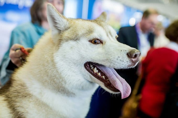 foto Perro Husky Siberiano