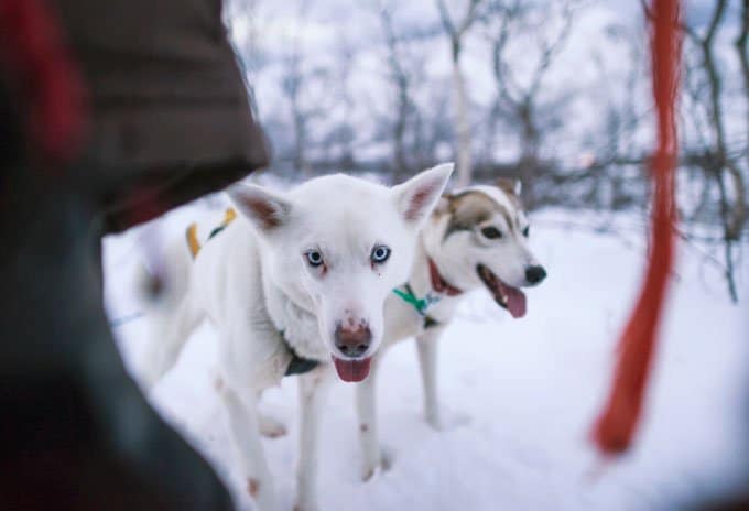 foto Perro Husky Siberiano