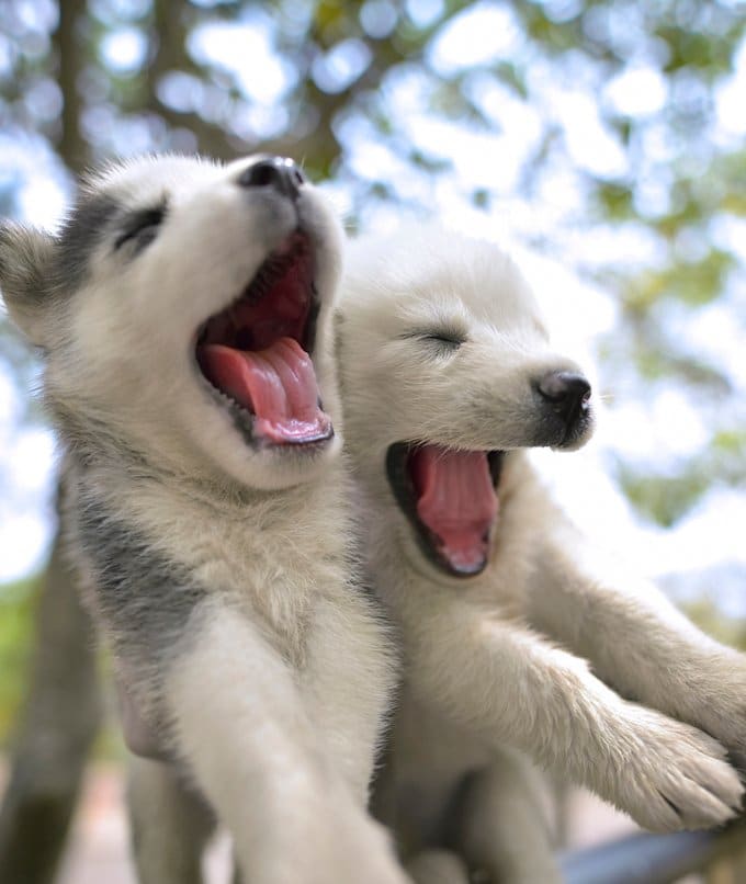 foto Perro Husky Siberiano