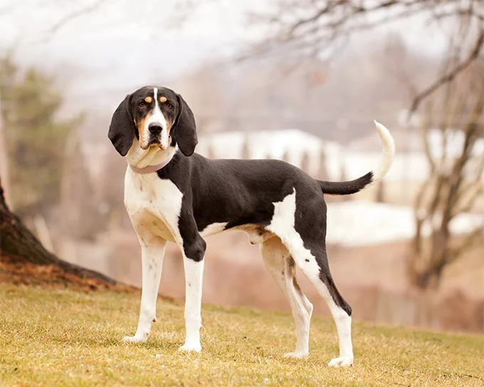 foto Perro de raza Walker Coonhound