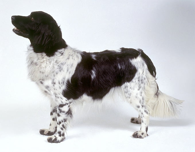 foto Perro Stabyhoun