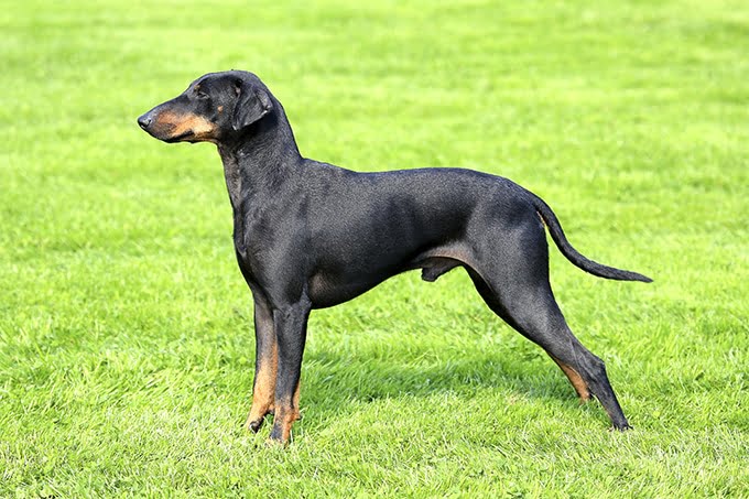 foto Perro Manchester Terrier