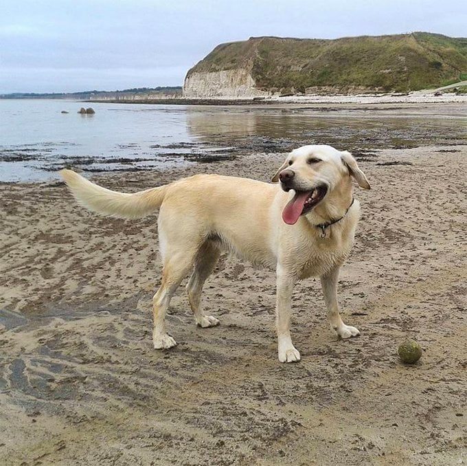 foto Perro mestizo de Goldador