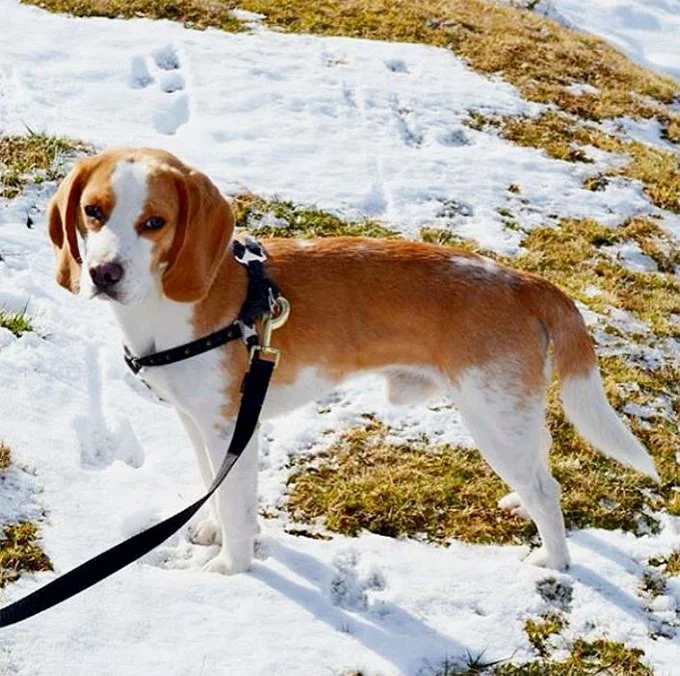 foto Beagle de bolsillo