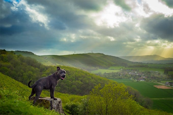 foto Perro Staffordshire Bull Terrier