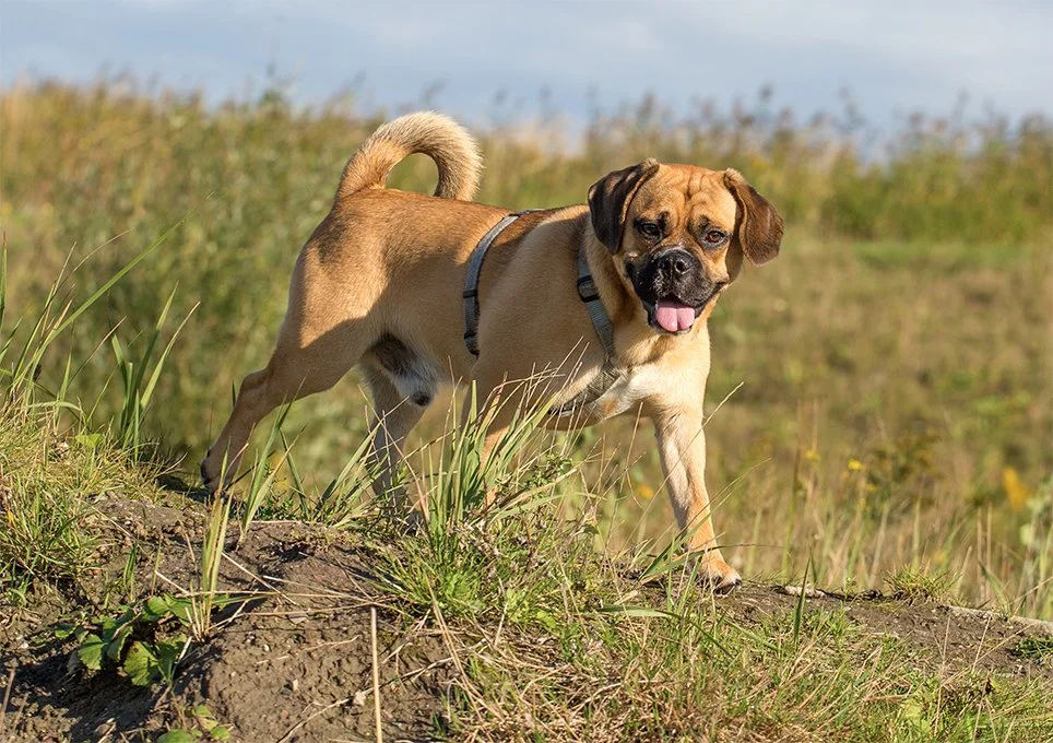 foto Perro Puggle
