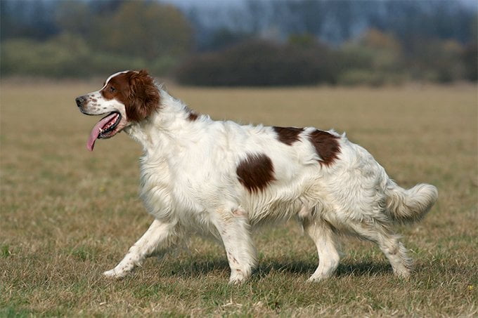 foto Perro Setter Irlandés Rojo y Blanco