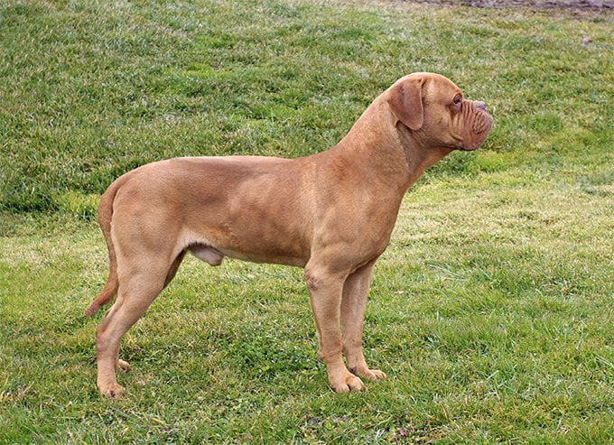 foto Perro Dogo de Burdeos
