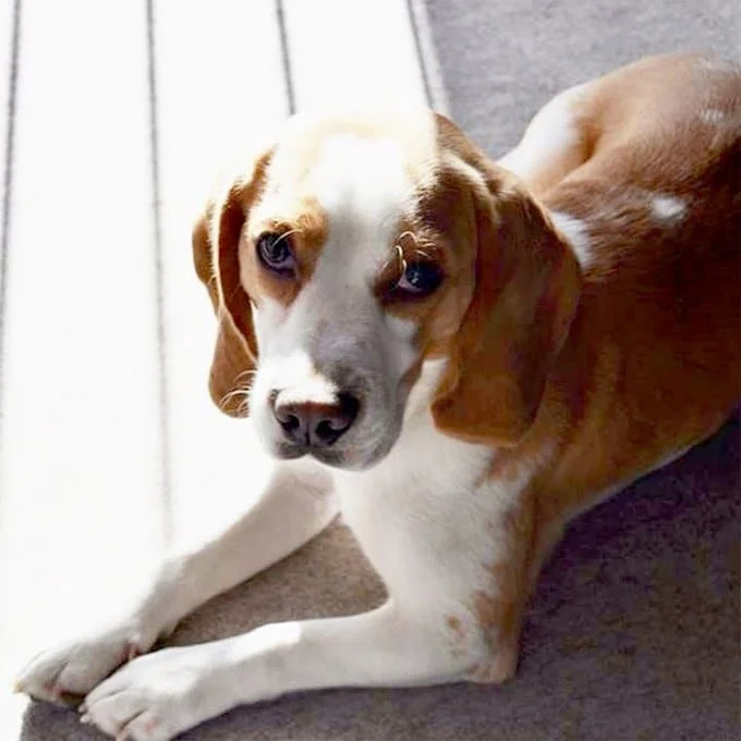 foto Beagle de bolsillo