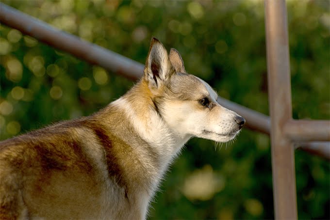 foto Perro de raza Lundehund noruego