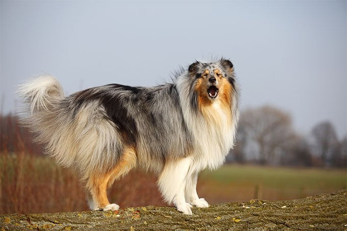 foto Perro Collie