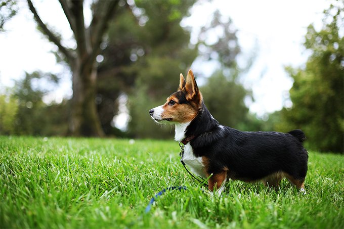 foto Perro de raza Corgi Galés de Cardigan