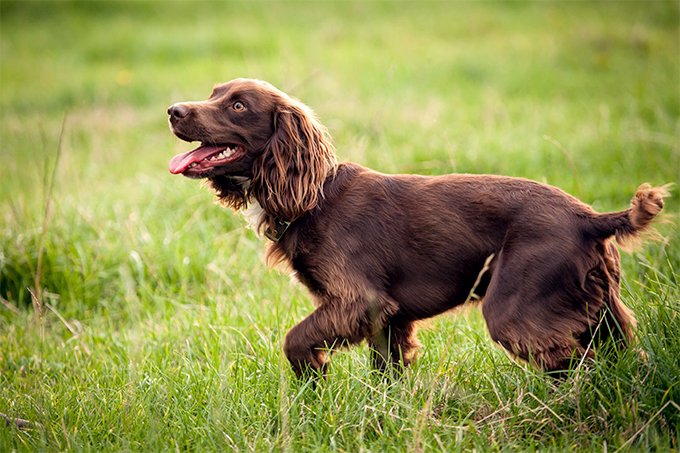 foto Perro Boykin Spaniel