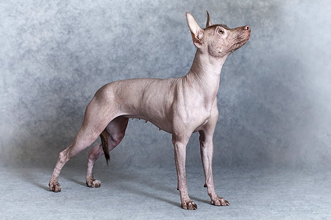 foto Perro Xoloitzcuintli