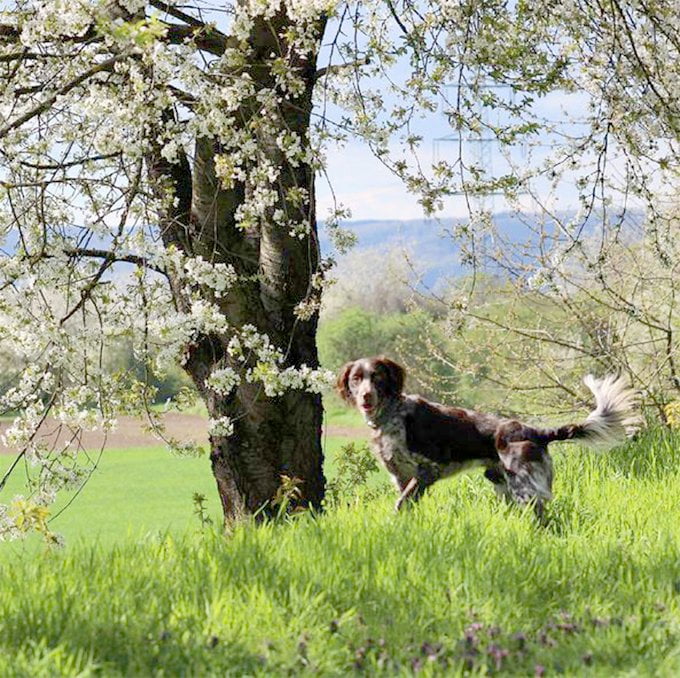 foto Perro Munsterlander Pointer Pequeño