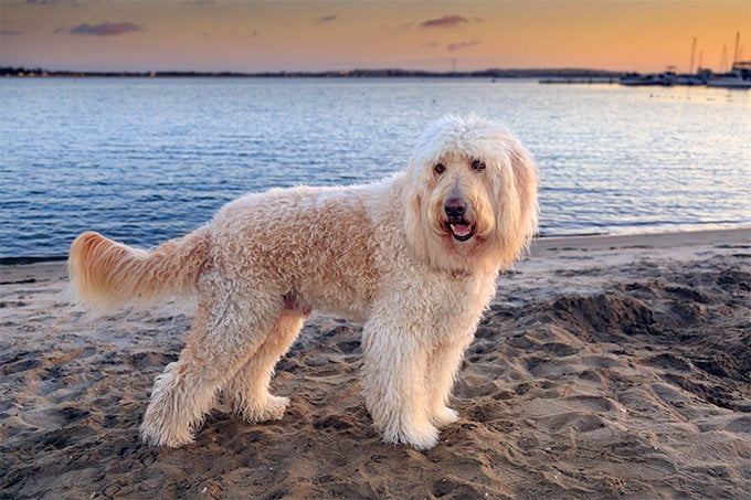 foto Perro Goldendoodle