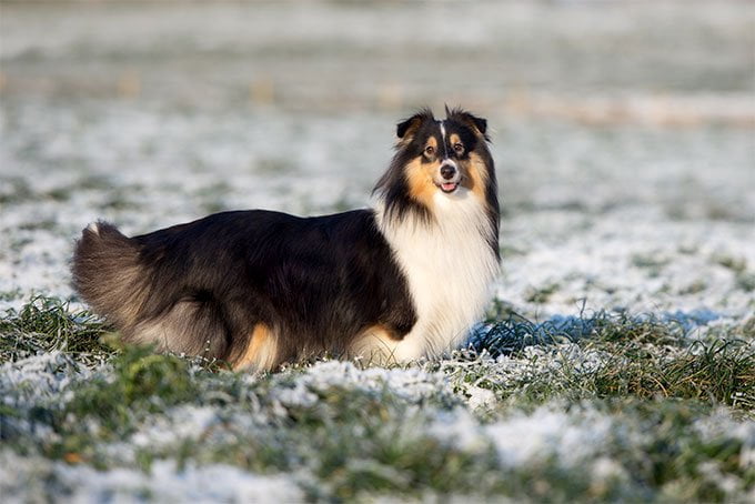 foto Perro Pastor de Shetland