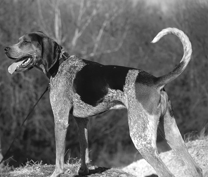 foto Bluetick Coonhound