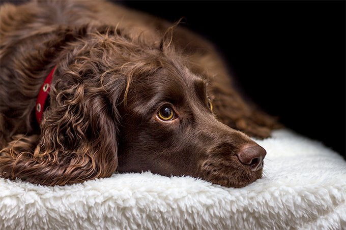 foto Perro Boykin Spaniel