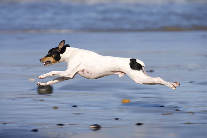 foto Perro Rat Terrier