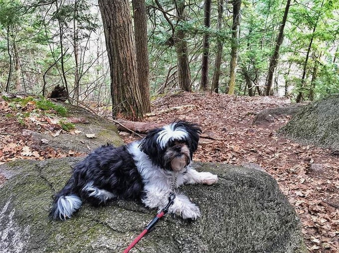 foto Perro híbrido de Peekapoo