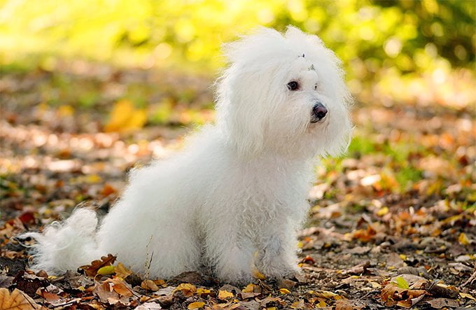 foto Perro Boloñés