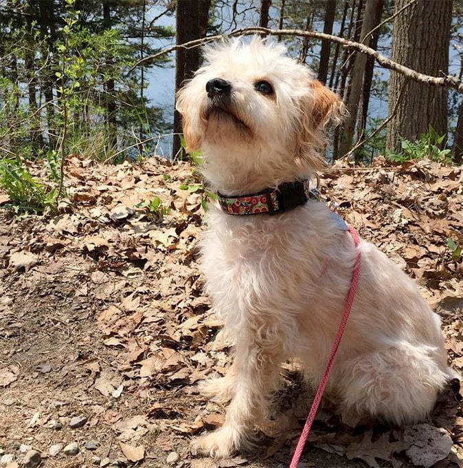 foto Perro Yorkipoo