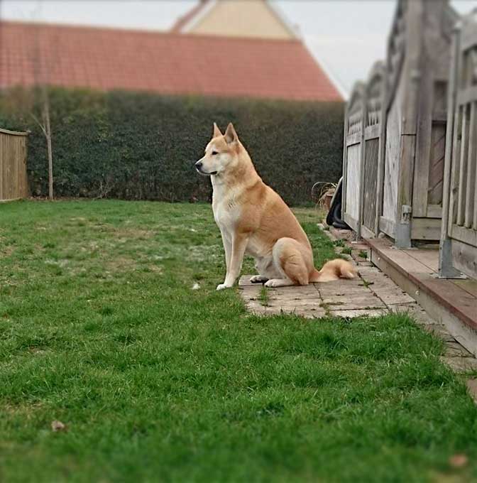 foto Perro Canaan