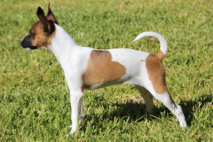 foto Perro Rat Terrier