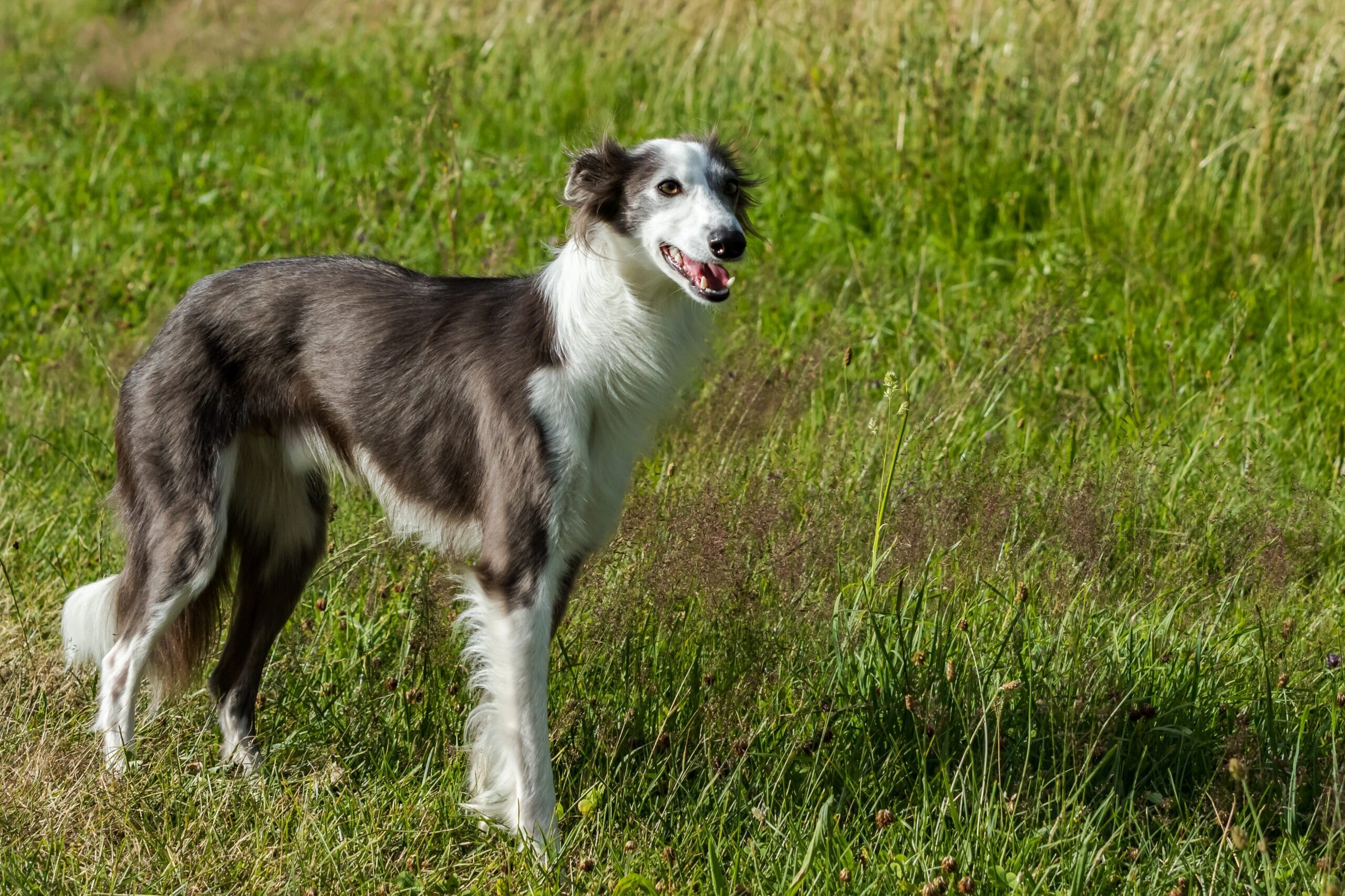 foto Perro de raza Windhound de Siberia