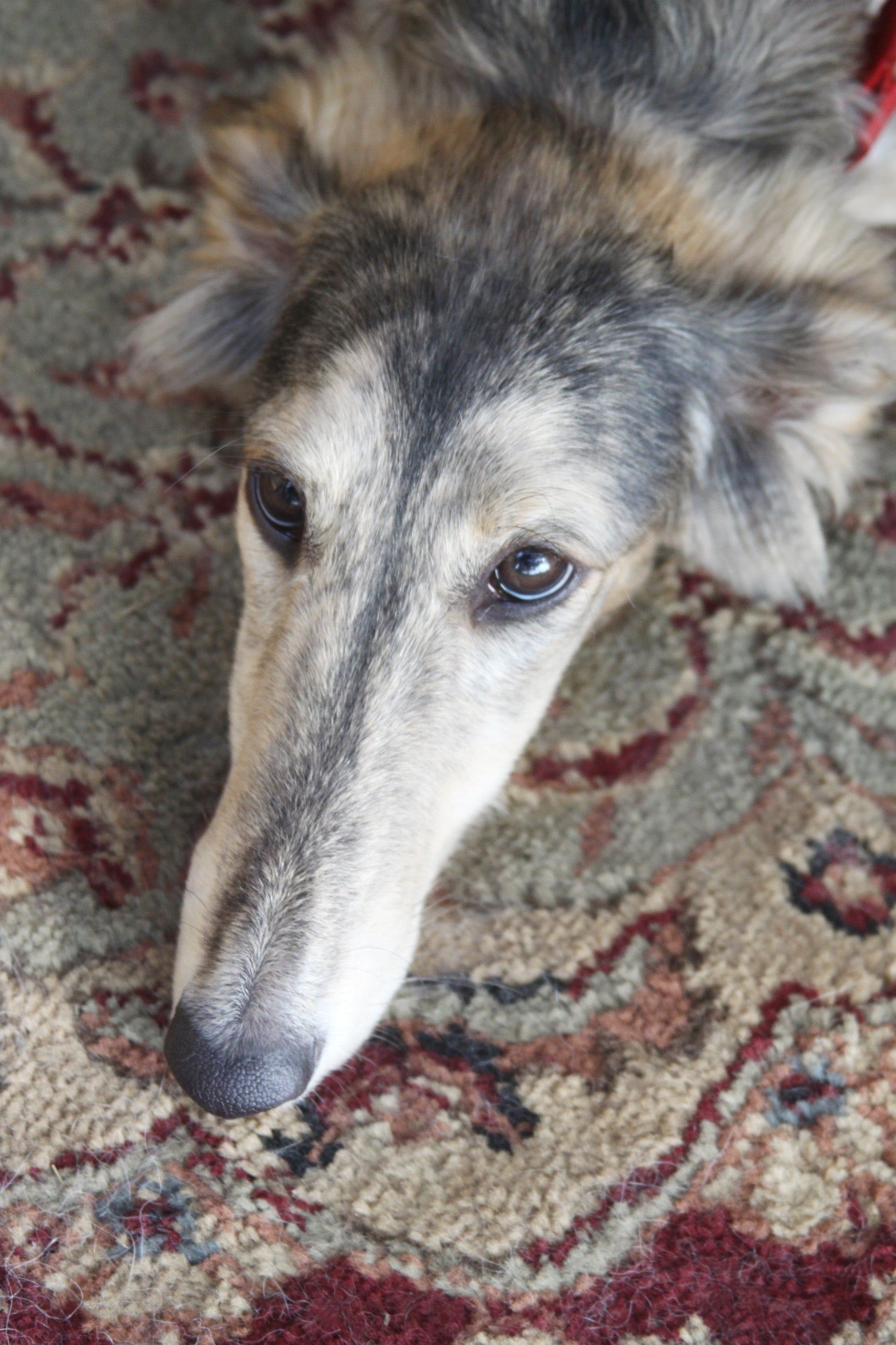 foto Perro de raza Windhound de Siberia