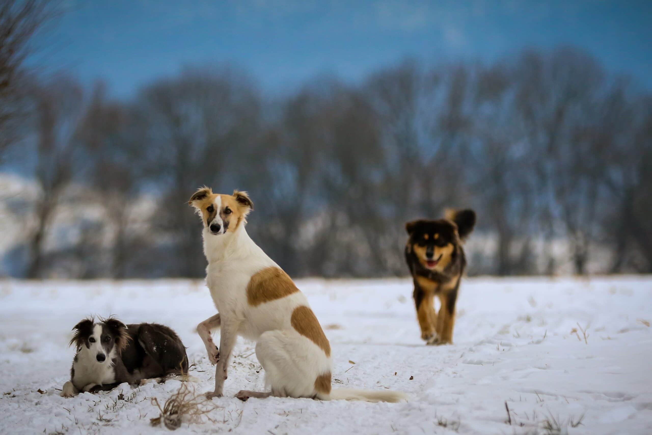 foto Perro de raza Windhound de Siberia