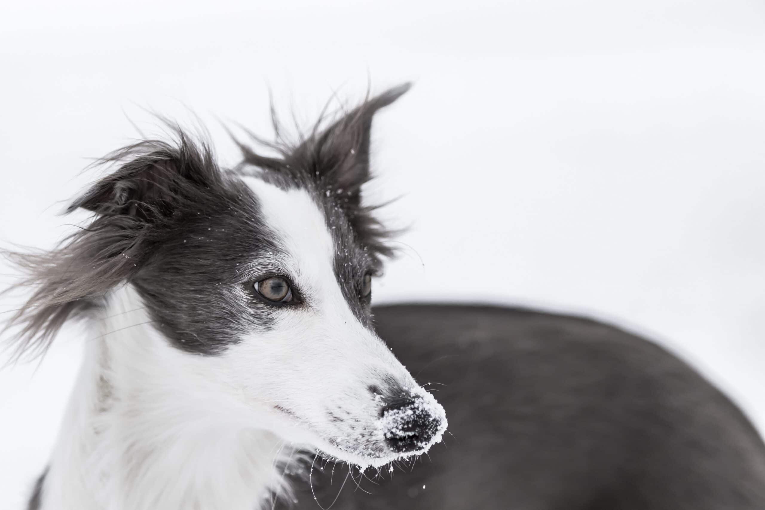 foto Perro de raza Windhound de Siberia