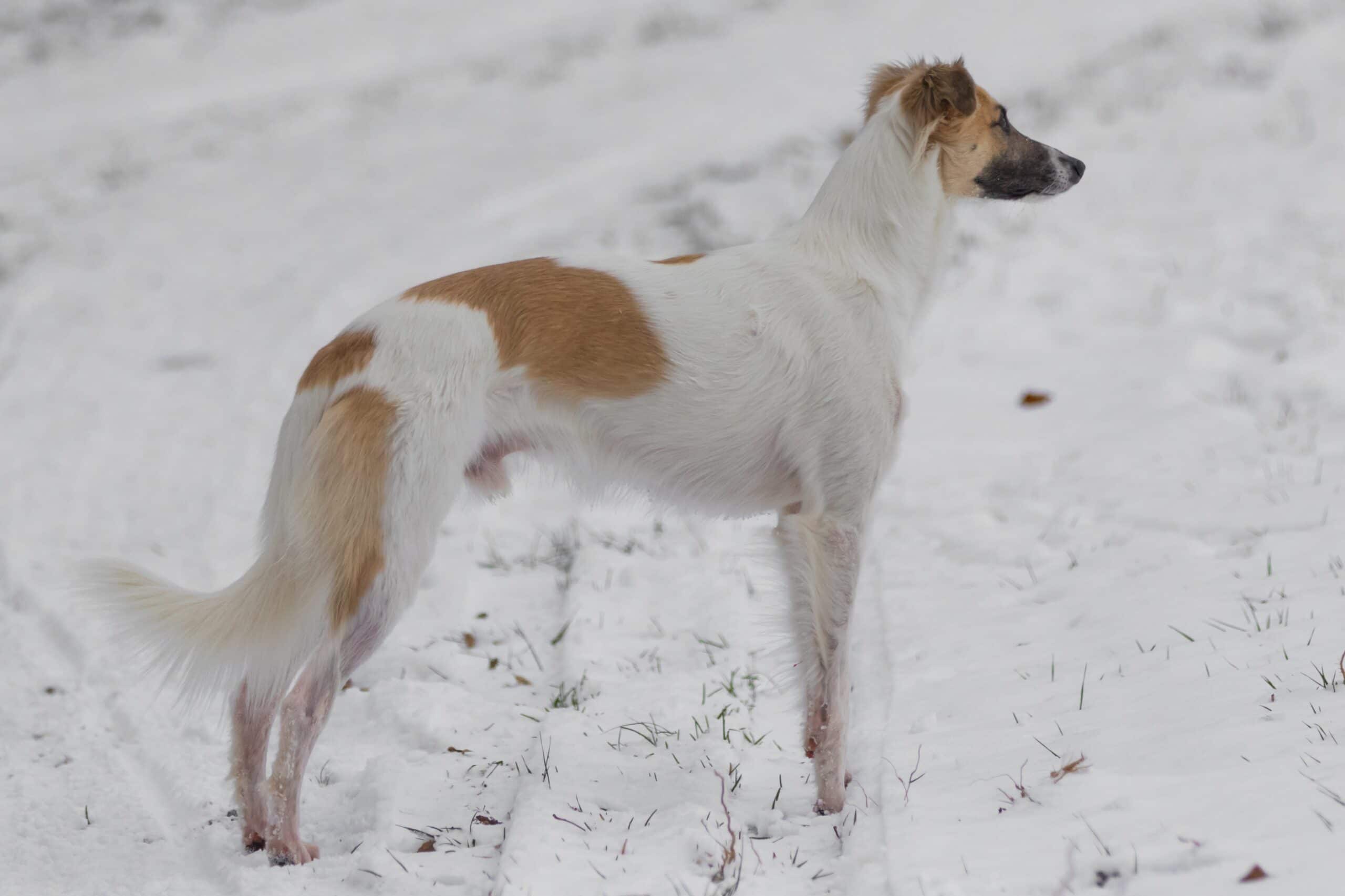 foto Perro de raza Windhound de Siberia