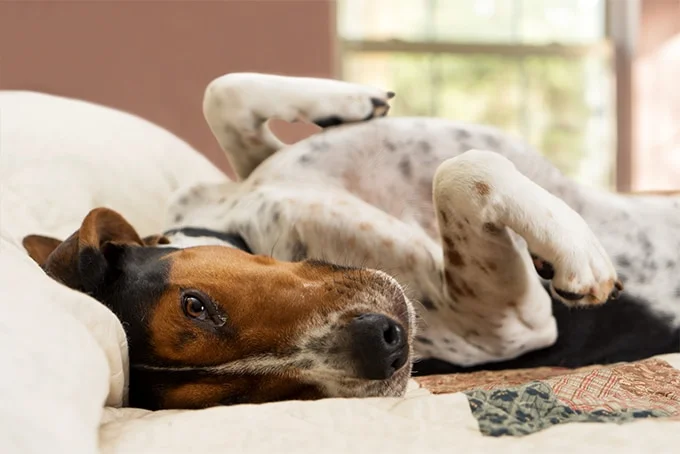 foto Perro de raza Walker Coonhound