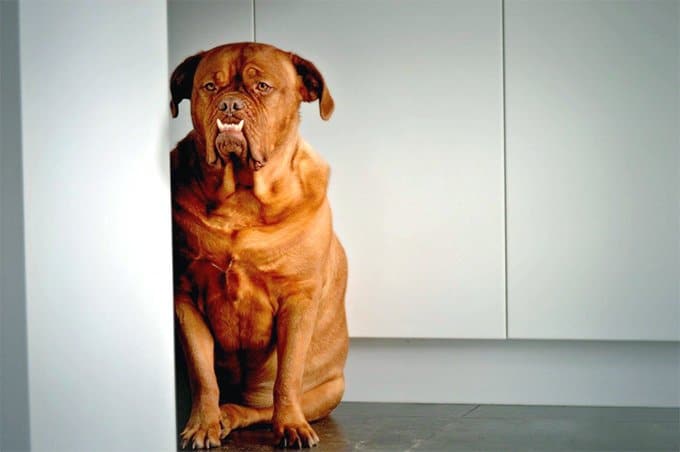 foto Perro Dogo de Burdeos