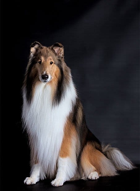 foto Perro Collie