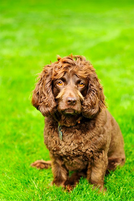 foto Perro Boykin Spaniel