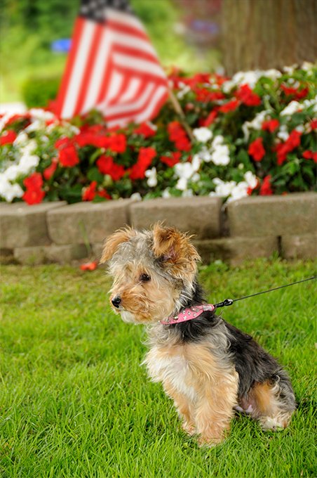 foto Perro Yorkipoo