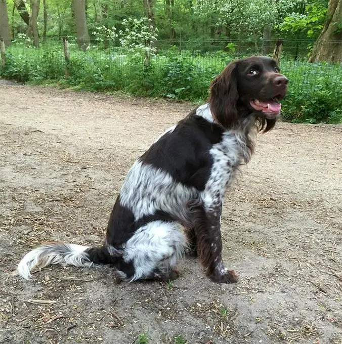 foto Perro Munsterlander Pointer Pequeño