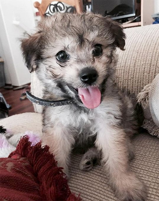 foto Perro Yorkipoo