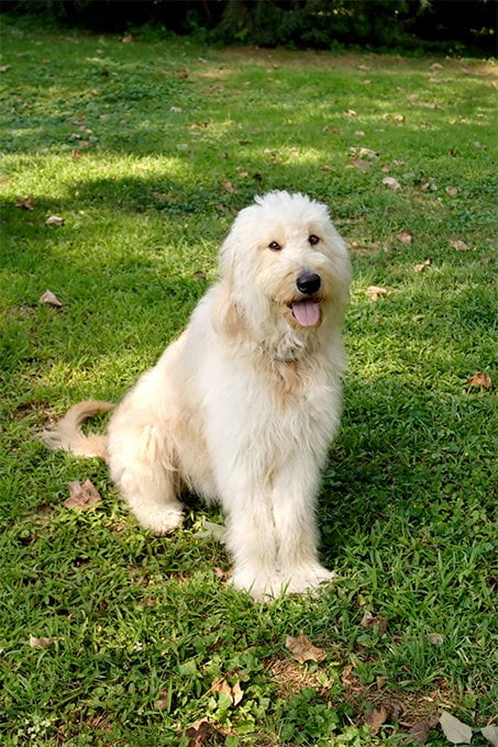 foto Perro Goldendoodle