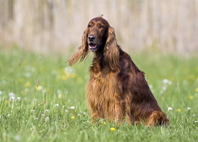 foto Perro Setter Irlandés Rojo y Blanco