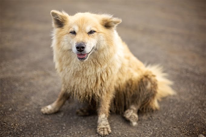 foto Perro pastor islandés