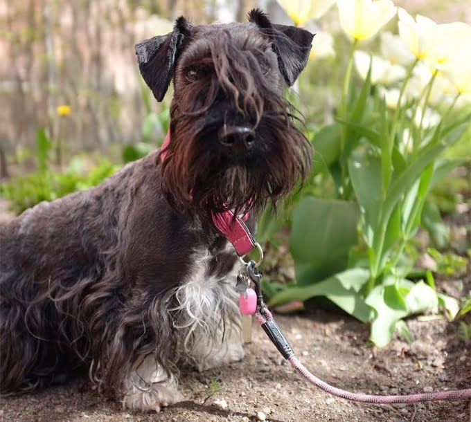 foto Perro de raza Cesky Terrier